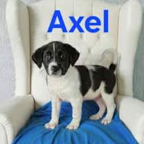 Axel