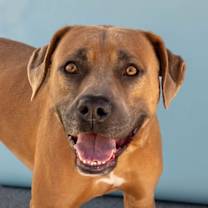 Thumbnail photo of DAVE #1