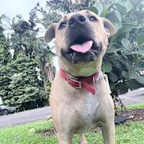 Thumbnail photo of Mahina #2