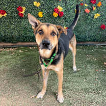 Thumbnail photo of Jackson Pollock #1