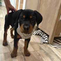 Thumbnail photo of Diesel #1