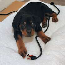 Thumbnail photo of Diesel #3