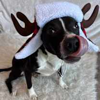 Thumbnail photo of Harvey #1