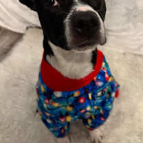 Thumbnail photo of Harvey #2