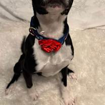 Thumbnail photo of Harvey #3