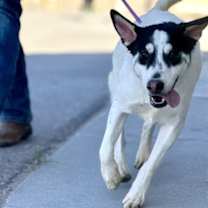 Thumbnail photo of Lazlo* #4