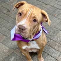 Thumbnail photo of Fawn #3