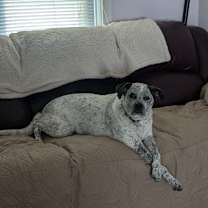 Thumbnail photo of Bailey #2