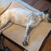 Thumbnail photo of Bailey #3