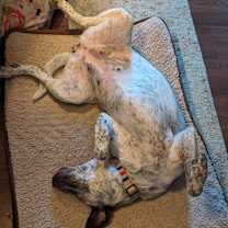 Thumbnail photo of Bailey #4