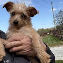 Thumbnail photo of LARRIE #3