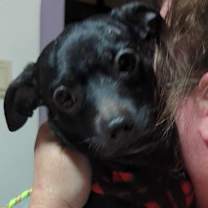 Thumbnail photo of Pickles #1