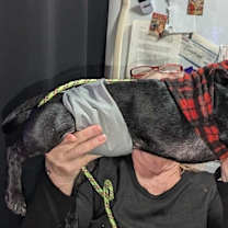 Thumbnail photo of Pickles #2