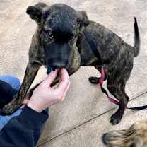 Thumbnail photo of WANDA #4