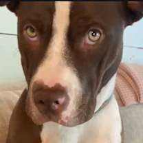 Thumbnail photo of Reece Pup PKA Reese AKA Nala #1