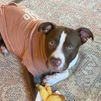 Thumbnail photo of Reece Pup PKA Reese AKA Nala #2