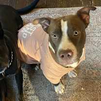 Thumbnail photo of Reece Pup PKA Reese AKA Nala #3