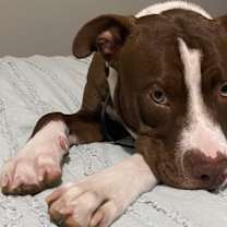 Thumbnail photo of Reece Pup PKA Reese AKA Nala #4