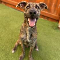 Thumbnail photo of Kane #4