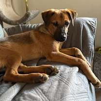 Thumbnail photo of Pup Amelia #1