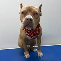 Thumbnail photo of Jasmine #4