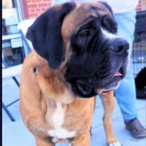 Thumbnail photo of Bentley #2