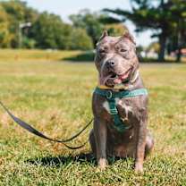 Thumbnail photo of Scarlet #4