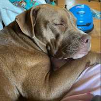 Thumbnail photo of Cleo #2