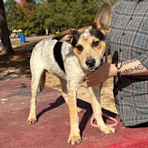 Thumbnail photo of Igor #1