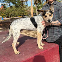 Thumbnail photo of Igor #4