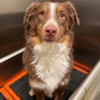 Thumbnail photo of Rocko #1