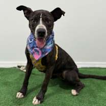 Thumbnail photo of Tuna #1