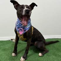 Thumbnail photo of Tuna #4