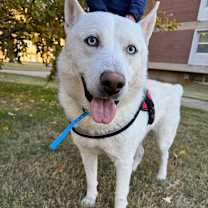 Thumbnail photo of Lobo #1