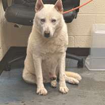 Thumbnail photo of Lobo #2