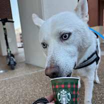 Thumbnail photo of Lobo #3