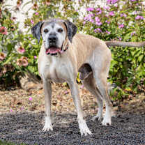 Thumbnail photo of Ruger #3