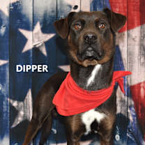 Thumbnail photo of Dipper #1