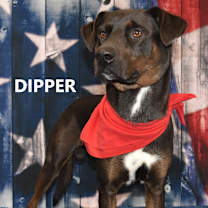 Thumbnail photo of Dipper #2