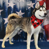Thumbnail photo of Al #4