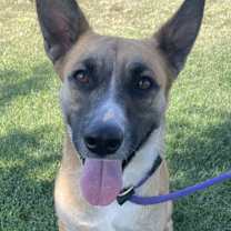 Thumbnail photo of Riesling #1