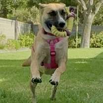 Thumbnail photo of Riesling #2