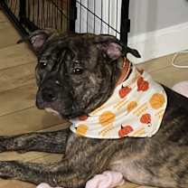 Thumbnail photo of Tiger River #3