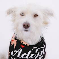 Thumbnail photo of RB Scrappy #1