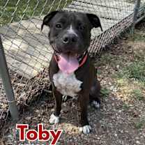 Thumbnail photo of Toby #1