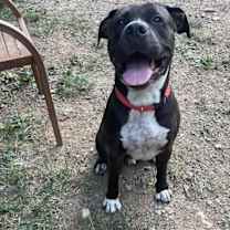 Thumbnail photo of Toby #2