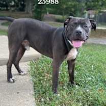 Thumbnail photo of Toby #4