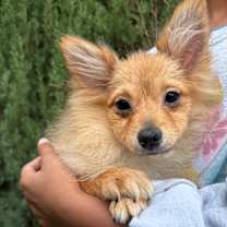 Thumbnail photo of Esther, Mocha Latte, Chase #3