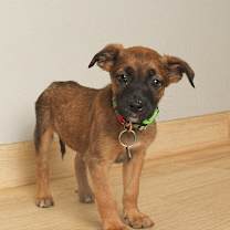 Thumbnail photo of Shiloh D66874 #1