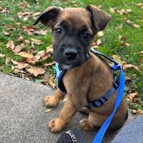 Thumbnail photo of Shiloh D66874 #2